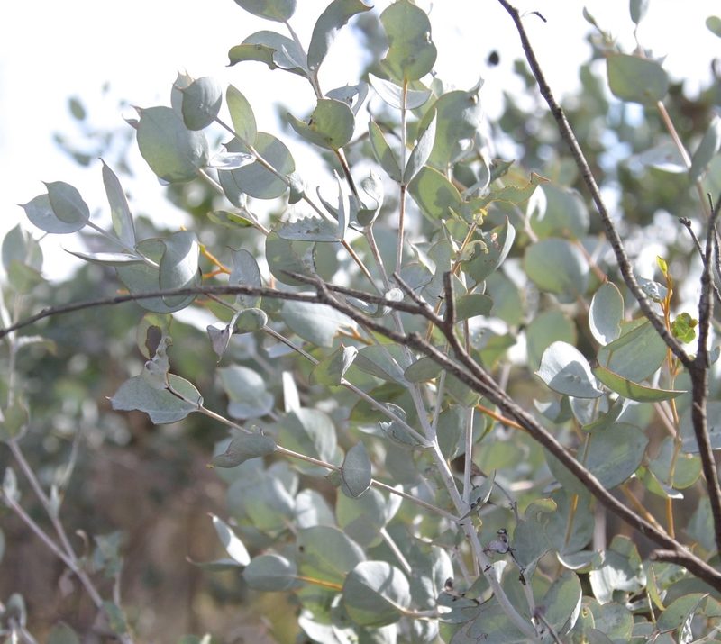 Eucalyptus albida, photographed by Margaret Langley