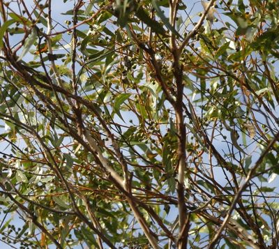 Eucalyptus albida, photographed by Margaret Langley