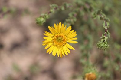 Grindelia subdecurrens, photographed by José Belem Hernández Díaz