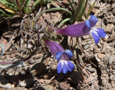 Penstemon purpusii, photographed by Don Loarie