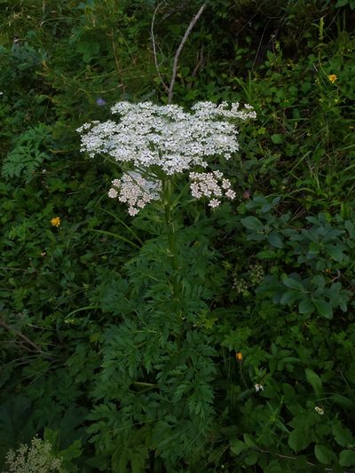 Pleurospermum austriacum, photographed by carnifex