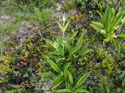 Gentiana purpurea, photographed by Jens-Christian Svenning