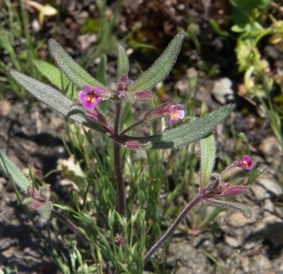 Erythranthe breweri, photographed by Don Loarie