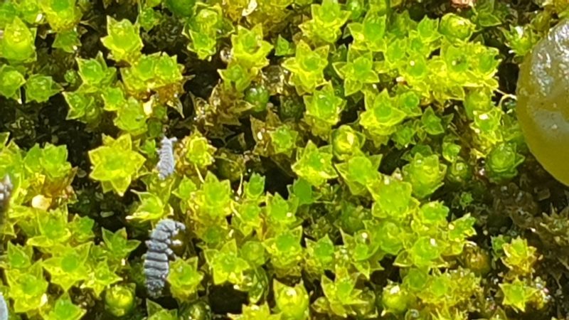 Imbribryum laevigatum, photographed by Andrew Thornhill