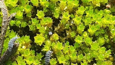 Imbribryum laevigatum, photographed by Andrew Thornhill