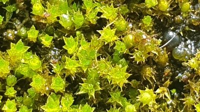 Imbribryum laevigatum, photographed by Andrew Thornhill