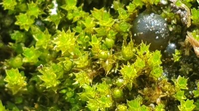 Imbribryum laevigatum, photographed by Andrew Thornhill