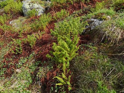 Pseudathyrium alpestre, photographed by Jens-Christian Svenning