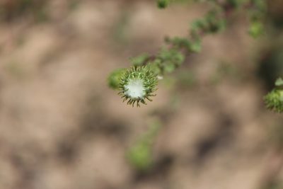 Grindelia subdecurrens, photographed by José Belem Hernández Díaz