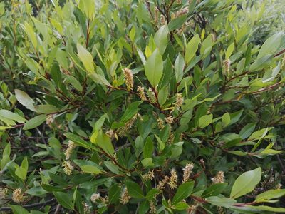 Salix phylicifolia, photographed by Jens-Christian Svenning