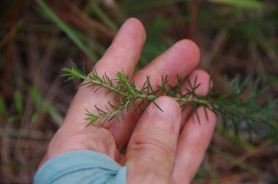 Ionactis repens, photographed by Eric Knight