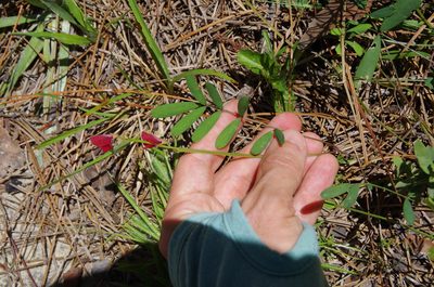 Tephrosia florida, photographed by Eric Knight