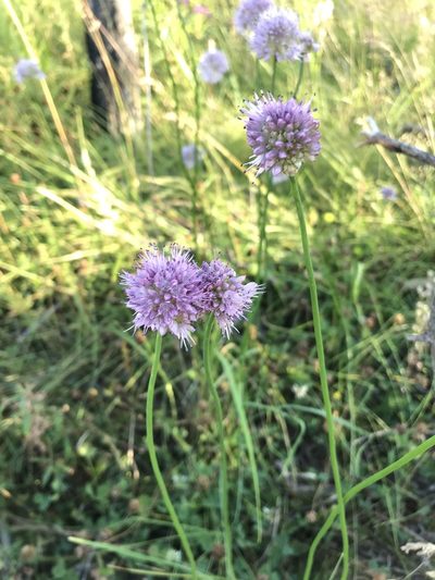Allium splendens, photographed by Дмитрий