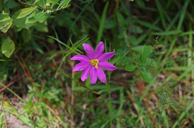 Sabatia gentianoides, photographed by Eric Knight