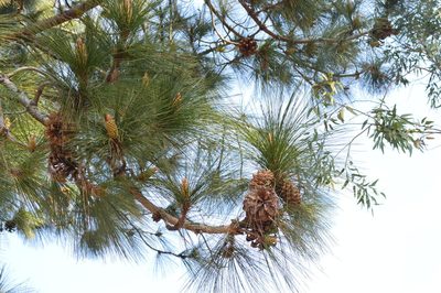 Pinus roxburghii, photographed by Hildegard Klein