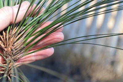 Pinus roxburghii, photographed by Hildegard Klein