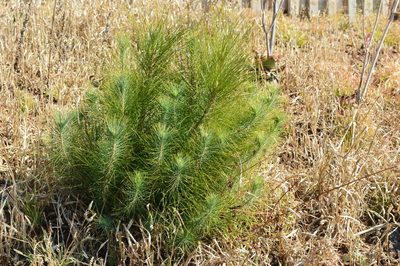 Pinus roxburghii, photographed by Hildegard Klein