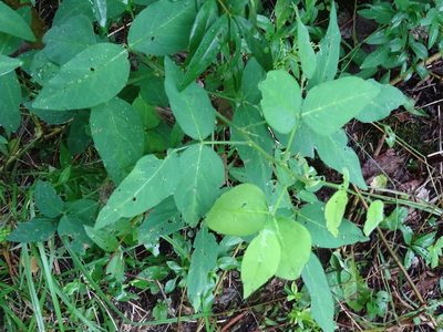 Desmodium perplexum, photographed by Reuven Martin