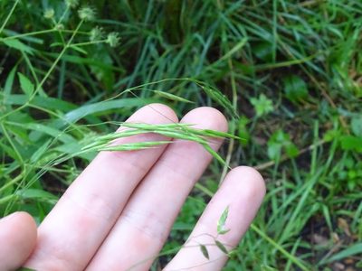 Bromus latiglumis, photographed by Reuven Martin