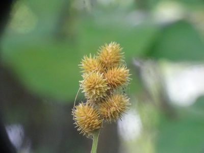 Carex cristatella, photographed by Reuven Martin