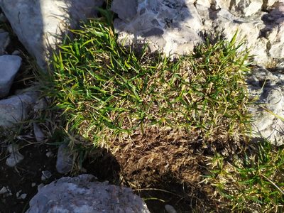 Carex firma, photographed by carnifex