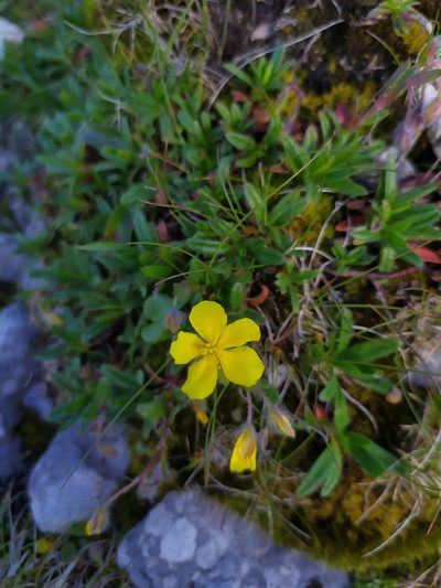 Helianthemum oelandicum, photographed by carnifex