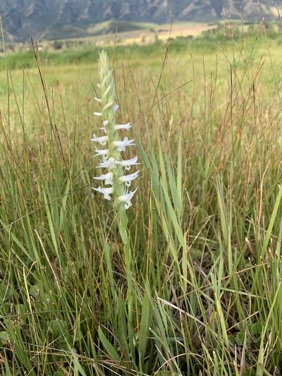 Spiranthes diluvialis, photographed by brunsonm