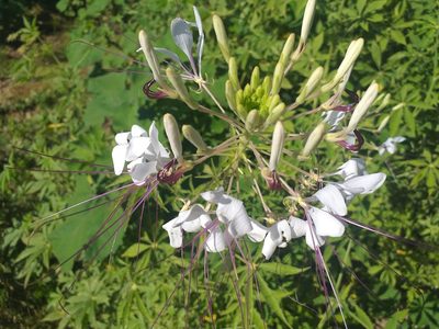 Tarenaya longicarpa, photographed by Breno Figueiredo