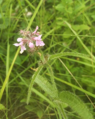 Stachys aspera, photographed by Юлия