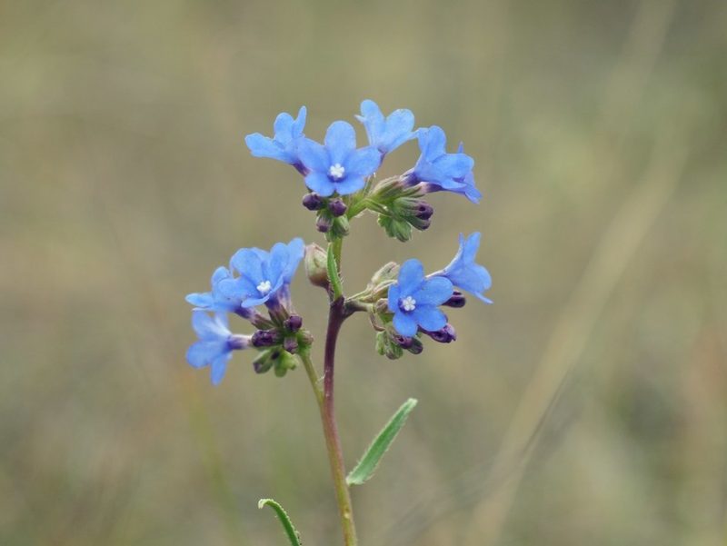 Anchusa gmelinii, photographed by Roman