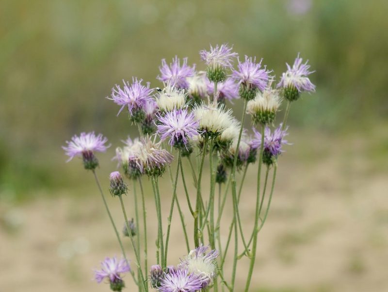 Jurinea longifolia, photographed by Roman