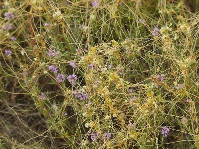 Cuscuta australis, photographed by Roman