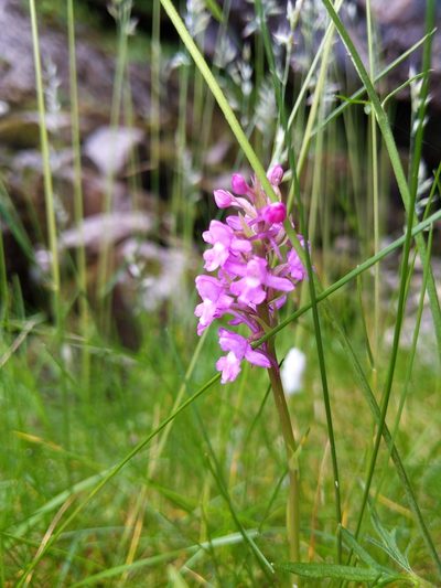 Gymnadenia borealis, photographed by Tom Evans