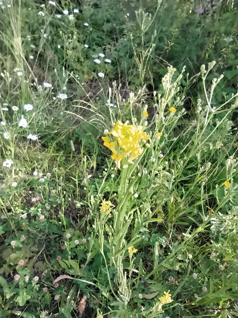 Erysimum marschallianum, photographed by Алексей Ябс