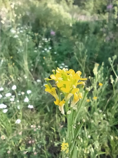 Erysimum marschallianum, photographed by Алексей Ябс