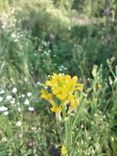Erysimum marschallianum, photographed by Алексей Ябс