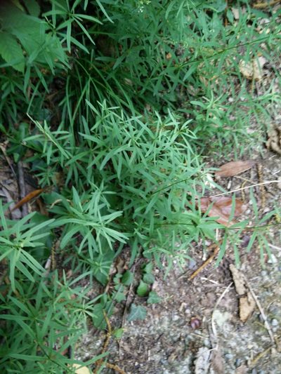 Galium laevigatum, photographed by Quentin Groom