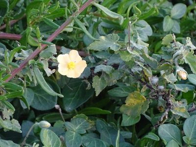 Abutilon sonneratianum, photographed by Shaun Swanepoel