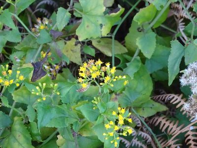 Senecio deltoideus, photographed by Shaun Swanepoel
