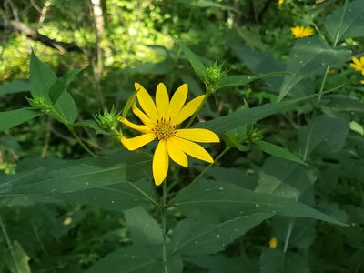Helianthus strumosus, photographed by Tyler Bishop