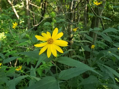 Helianthus strumosus, photographed by Tyler Bishop