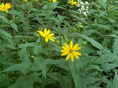 Helianthus strumosus, photographed by Tyler Bishop