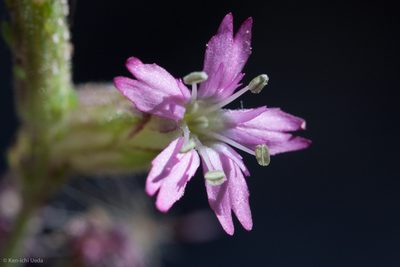 Silene verecunda, photographed by Ken-ichi Ueda