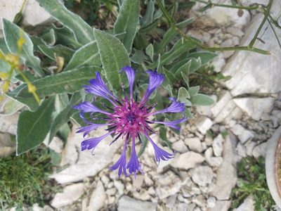 Centaurea triumfettii, photographed by Carroll