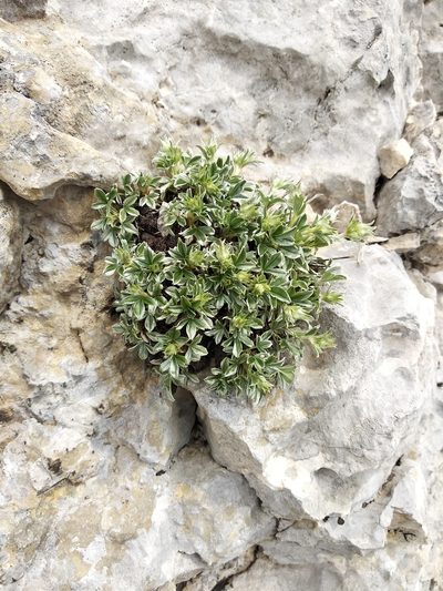Potentilla apennina, photographed by Carroll