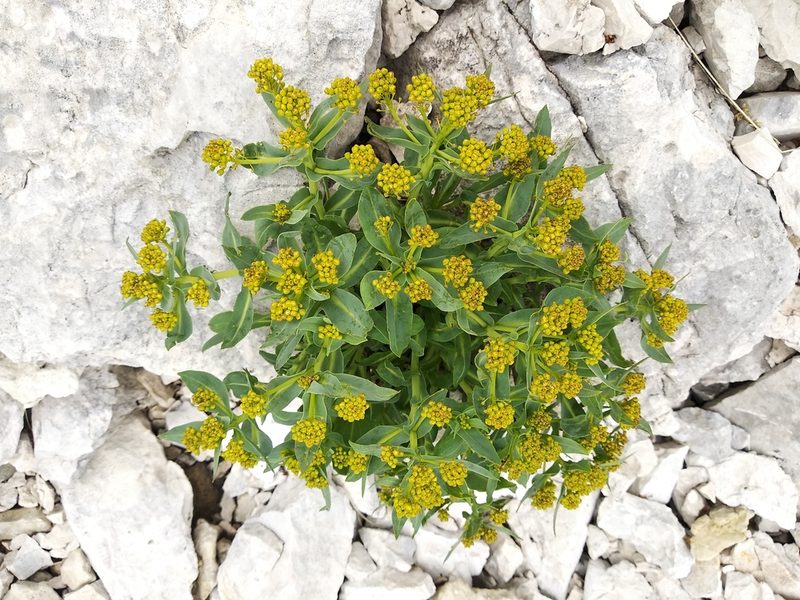 Isatis apennina, photographed by Carroll