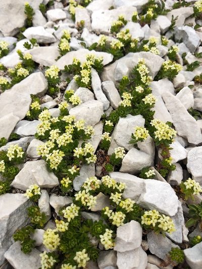 Galium magellense, photographed by Carroll