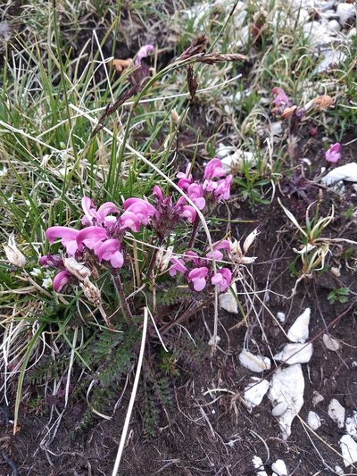 Pedicularis elegans, photographed by Carroll