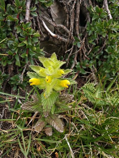 Rhinanthus wettsteinii, photographed by Carroll