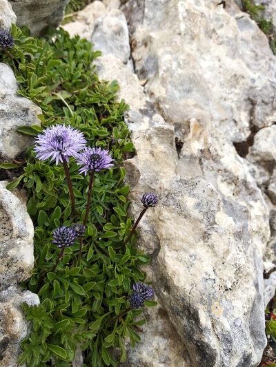 Globularia meridionalis, photographed by Carroll